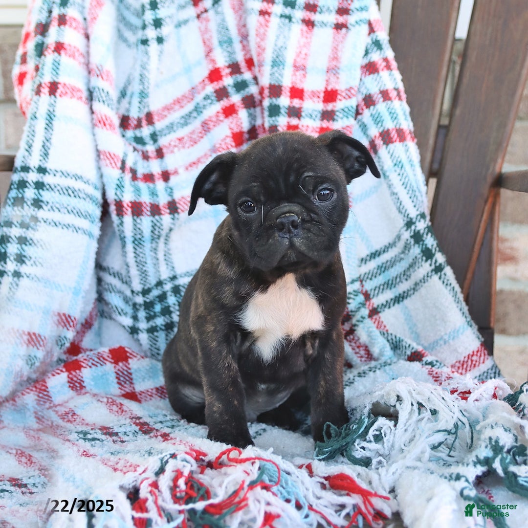 Mixed Breed dogs for sale: Joey - Ad 1