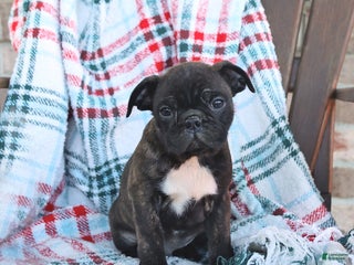 Mixed Breed dogs Joey - Ad 33