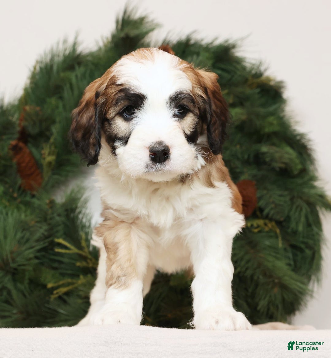 Saint Berdoodles dogs for sale: Ariel - Ad 4