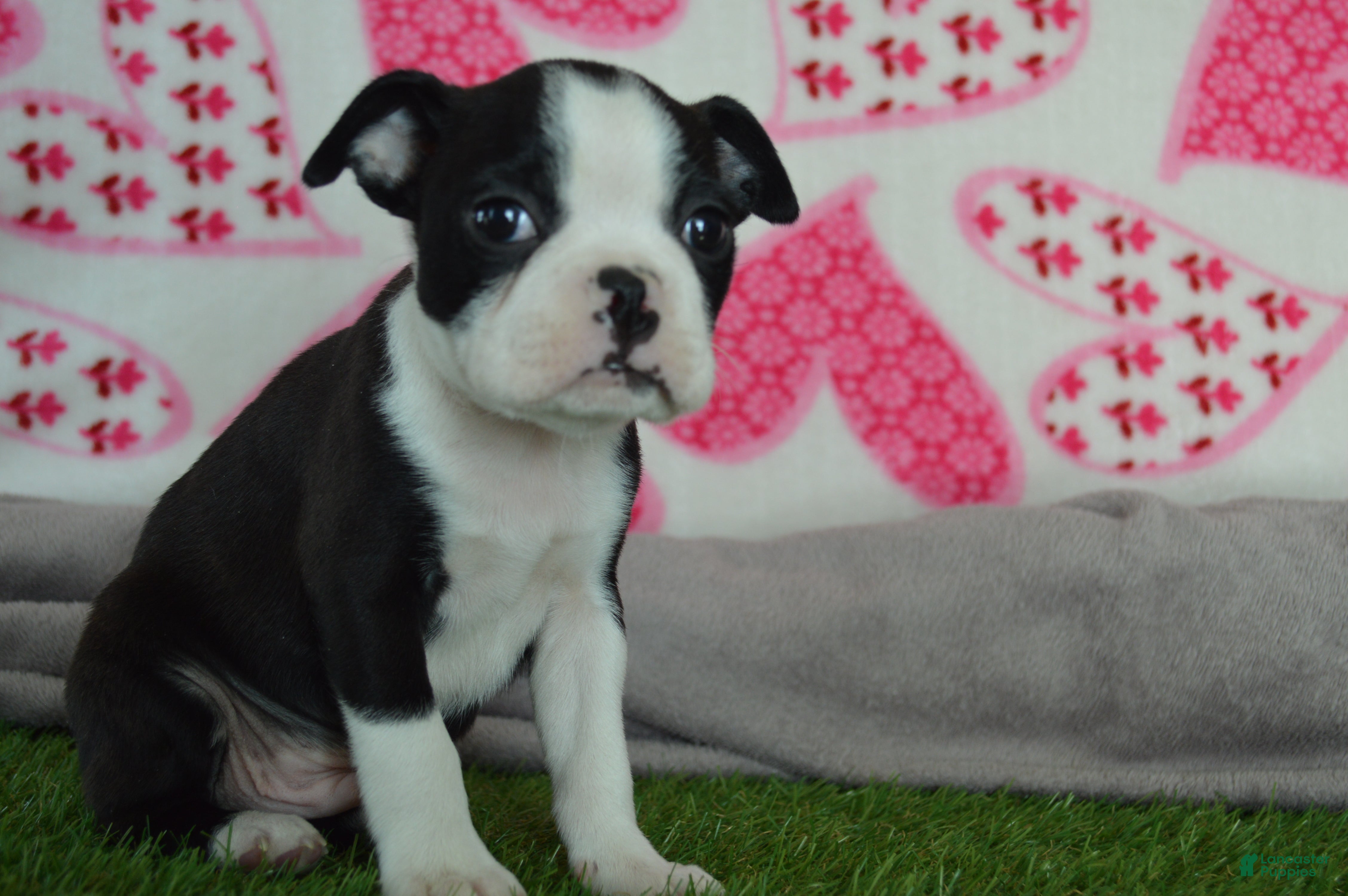 Boston Terrier dogs Cash - Ad 5