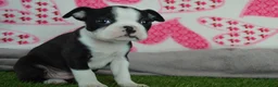 Boston Terrier dogs for sale: Cash - Ad 1