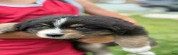 Australian Shepherd dogs for sale: Stetson  - Ad 3