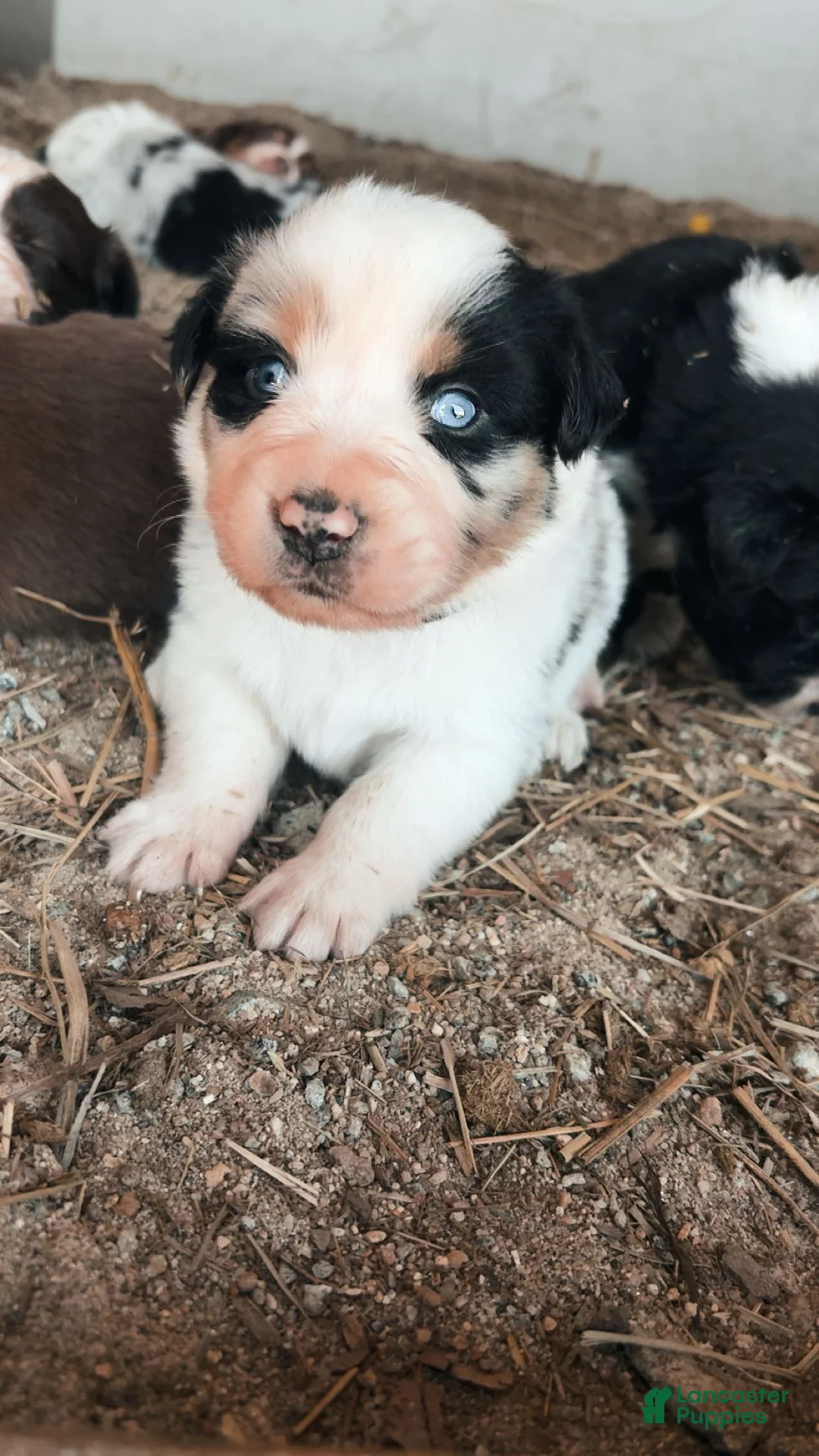 Australian Shepherd dogs for sale: Oden   - Ad 1