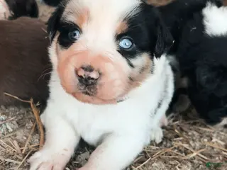 Australian Shepherd dogs Oden - Ad 40