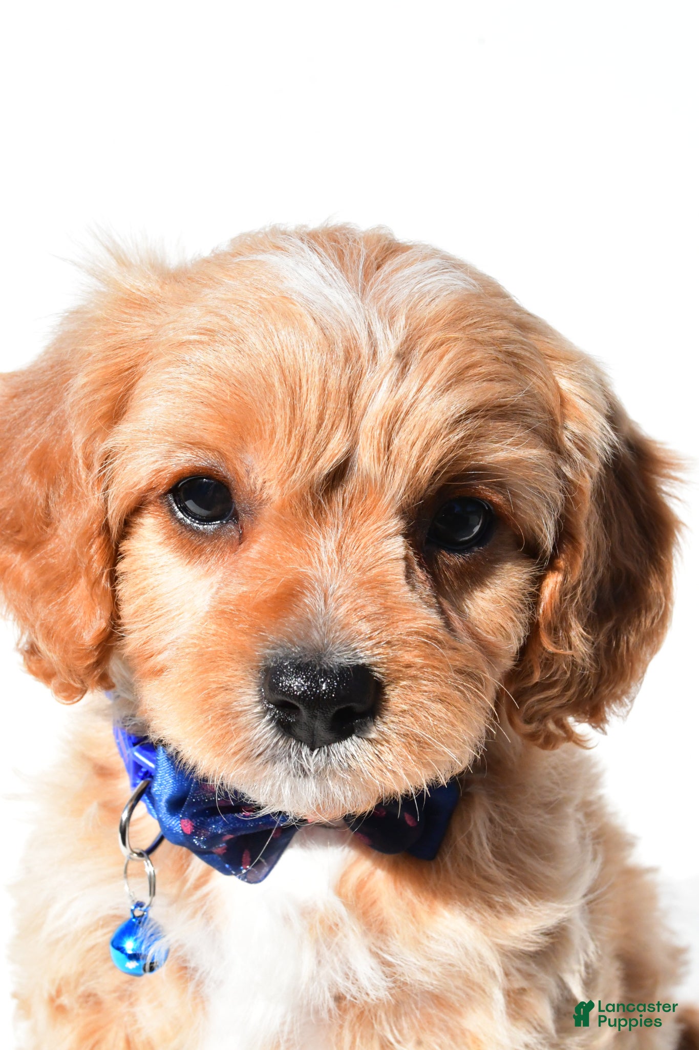 Cavapoo dogs Gunner - Ad 2