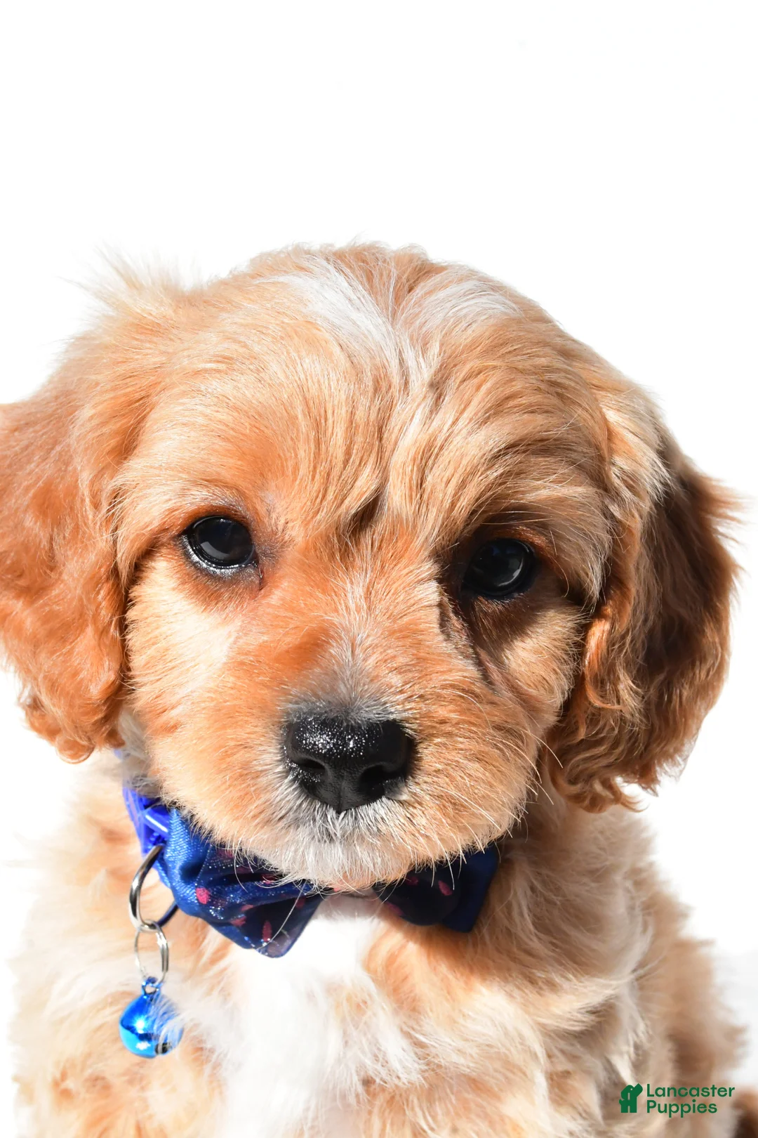 Cavapoo dogs for sale: Gunner - Ad 2