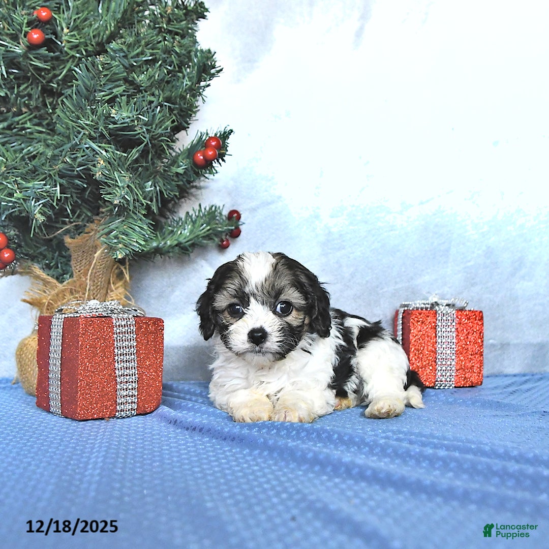 Cavapoo dogs for sale: Addie - Ad 2