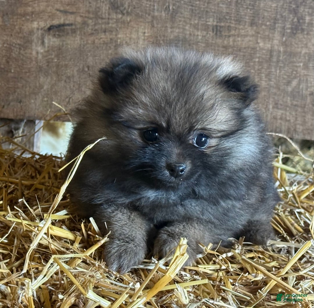 Pomeranian dogs for sale: Emma - Ad 6