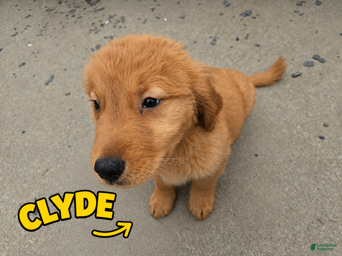 Golden Retriever dogs Clyde - Ad 1