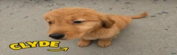 Golden Retriever dogs for sale: Clyde - Ad 1