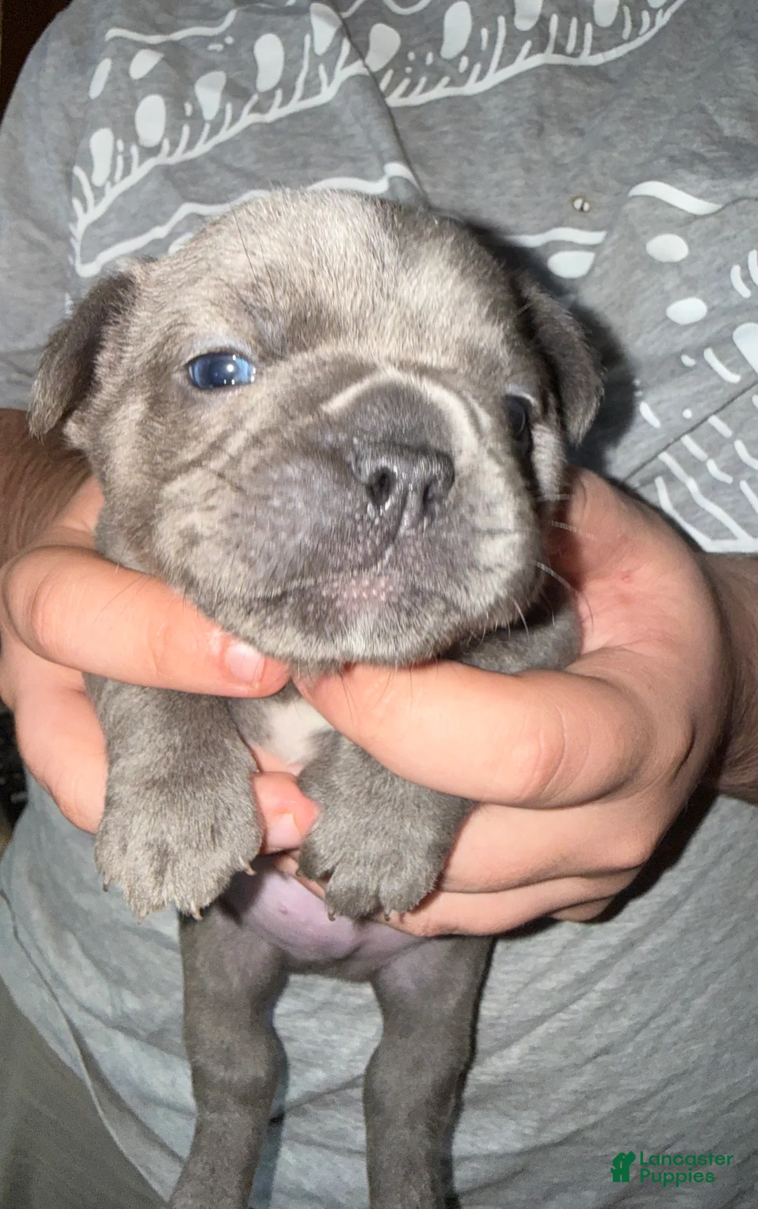 French Bulldog dogs for sale: French Bulldog 2 - Ad 2