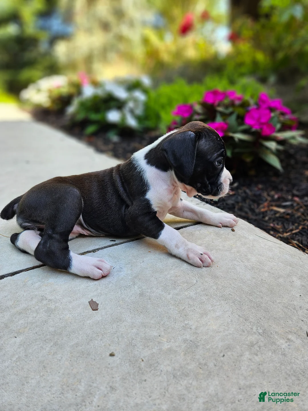 Boxer dogs for sale: Sasha - Ad 2