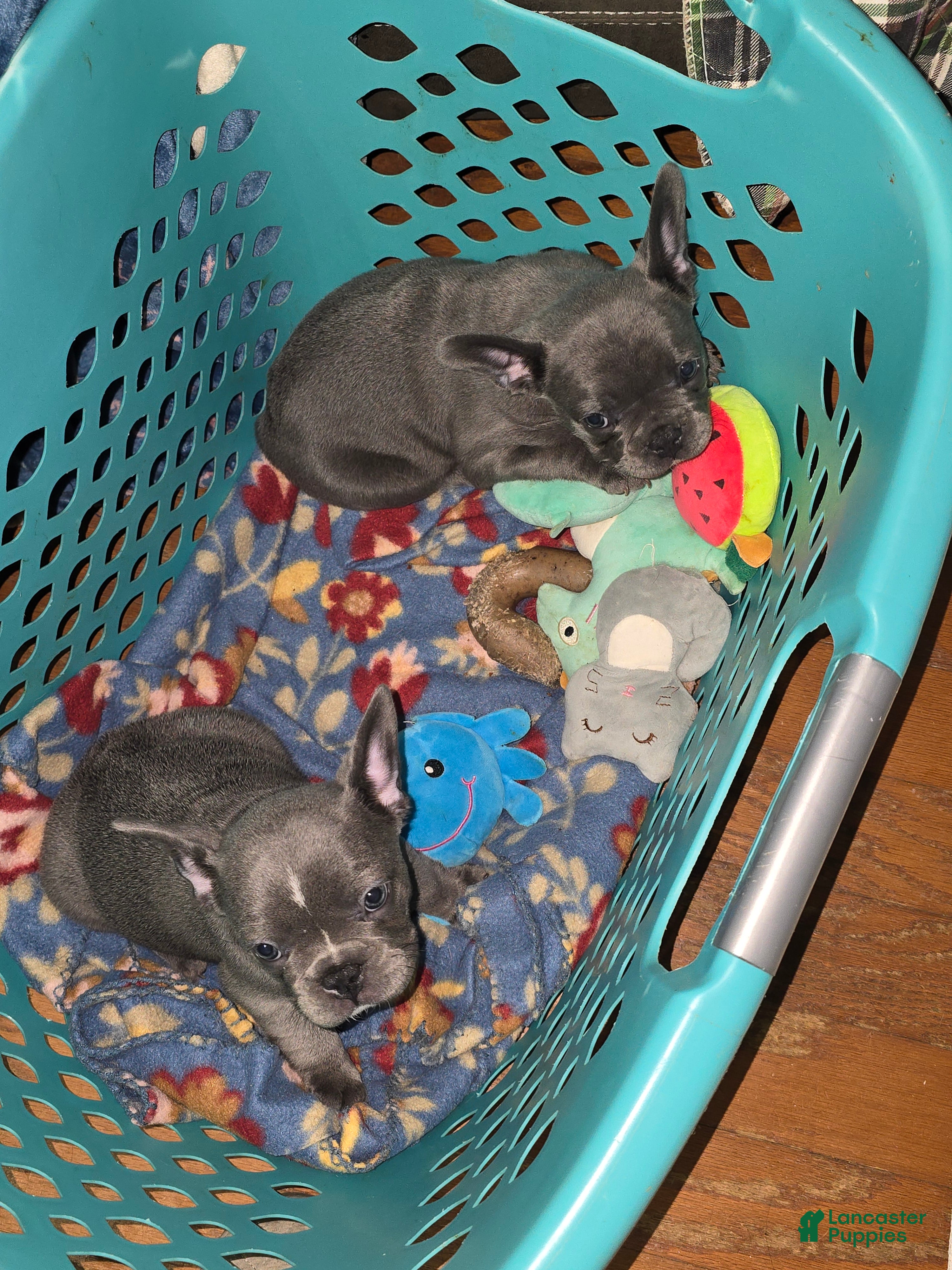 Mixed Breed dogs Mixed Breed Puppy 2 - Ad 2