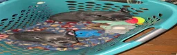 Mixed Breed dogs for sale: Mixed Breed Puppy 2 - Ad 2