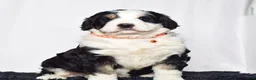 Bernedoodle dogs for sale: Mr. Sammy - Ad 7