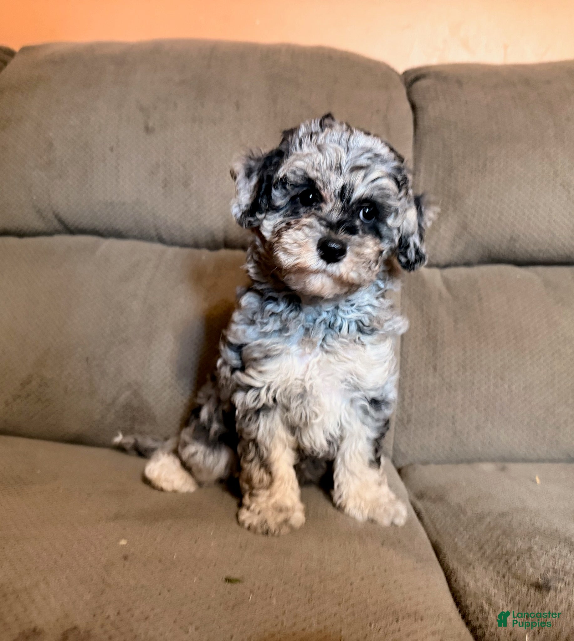 Miniature Poodle dogs Sunny - Ad 1