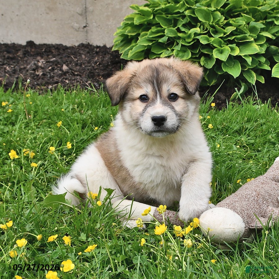 Mixed Breed dogs Callahan - Ad 1