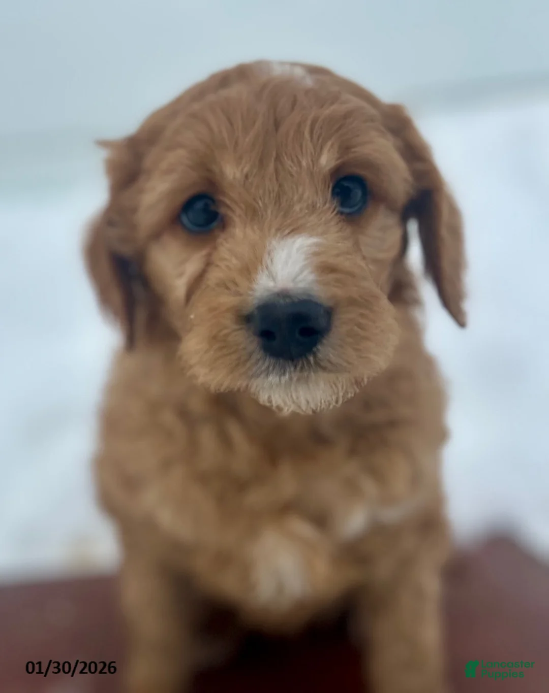 Mini Goldendoodle dogs for sale: Teddy - Ad 2