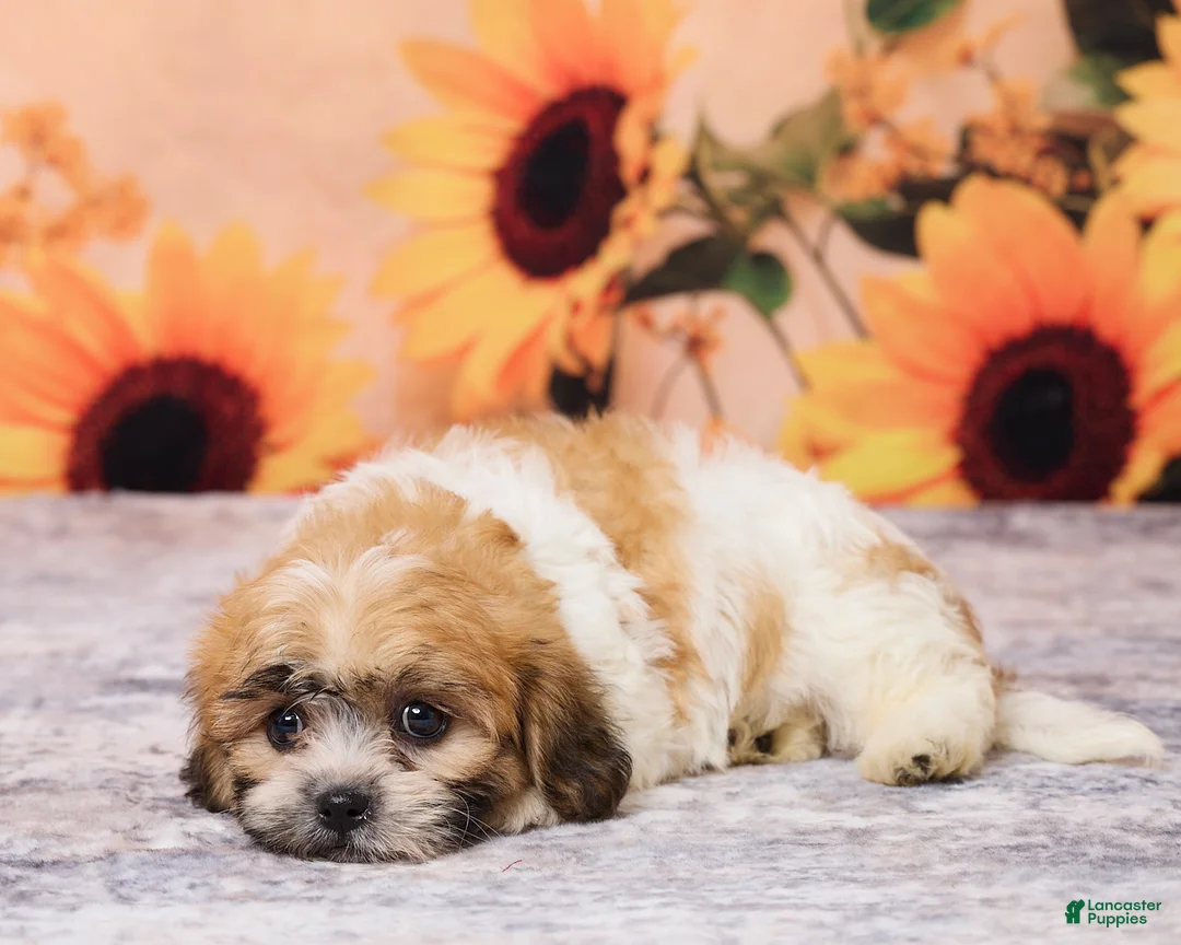 Teddy Bear dogs for sale: Tobey - Ad 5