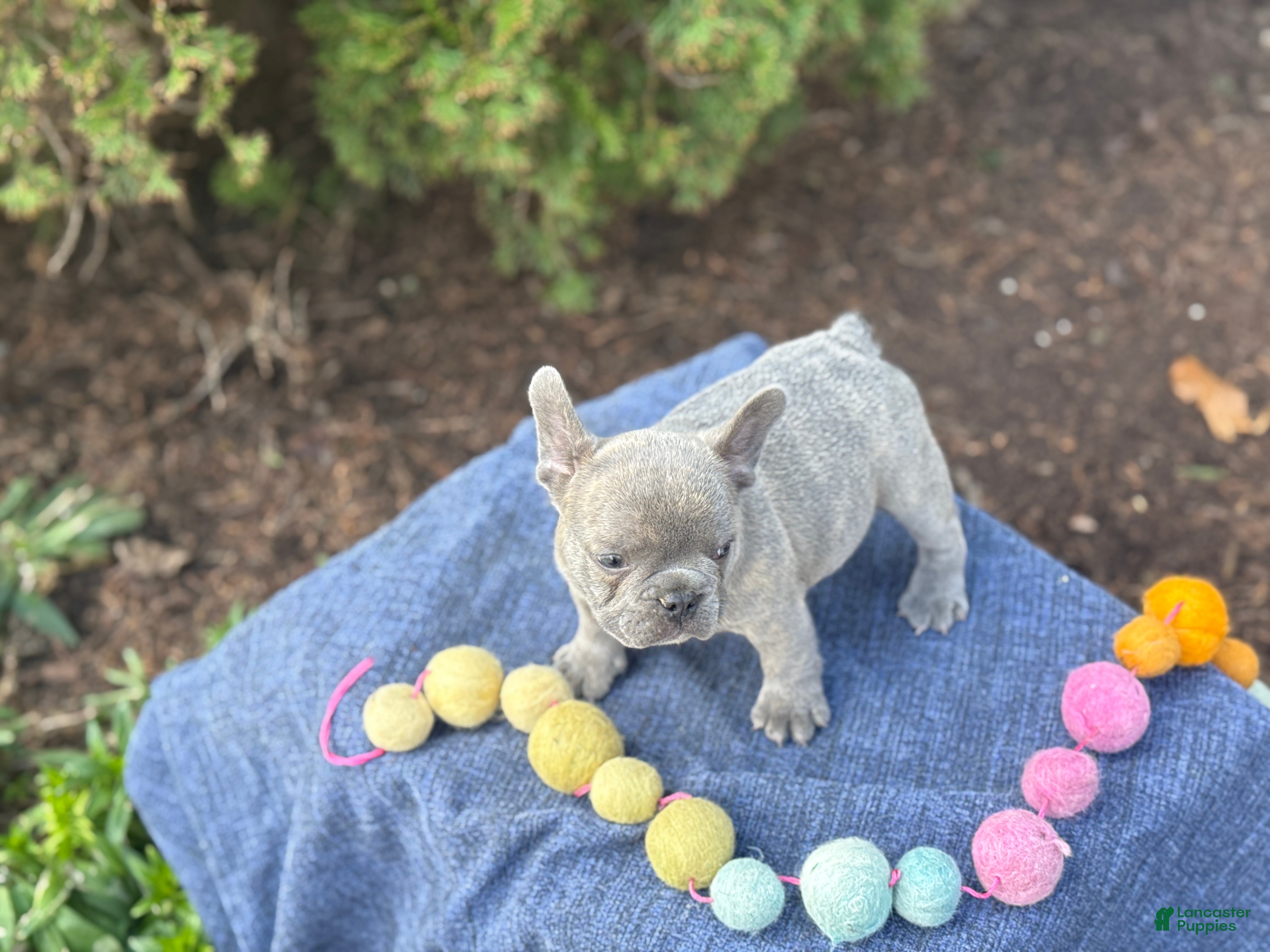 French Bulldog dogs Bubba - Ad 2