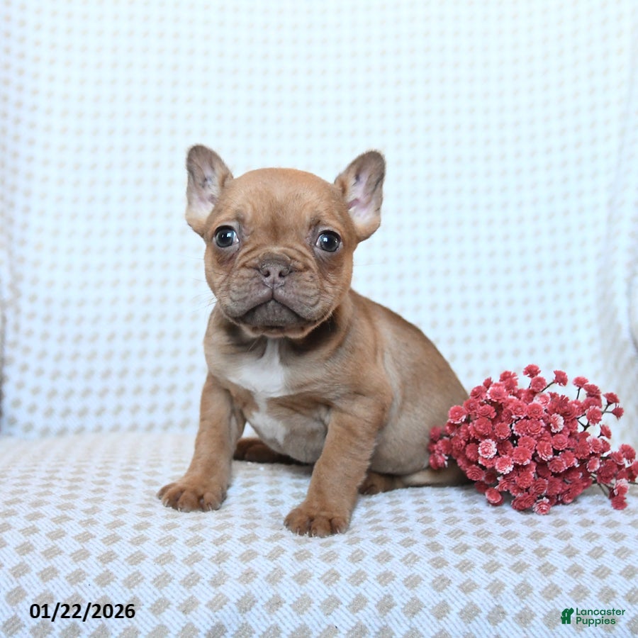 Frenchton dogs Toby - Ad 30