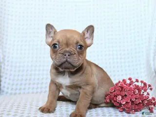 Frenchton dogs Toby - Ad 14