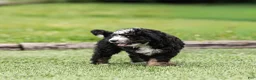 Bernedoodle dogs for sale: Brooks Bernedoodle Puppy  - Ad 7