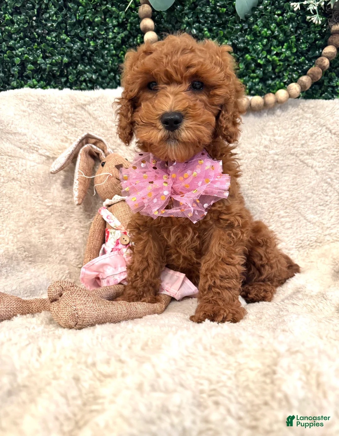 Cavapoo dogs for sale: Ansley - Ad 1