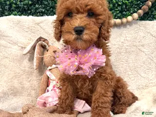 Cavapoo dogs Ansley - Ad 2