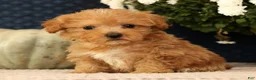 Havapoo dogs for sale: Keith - Ad 6