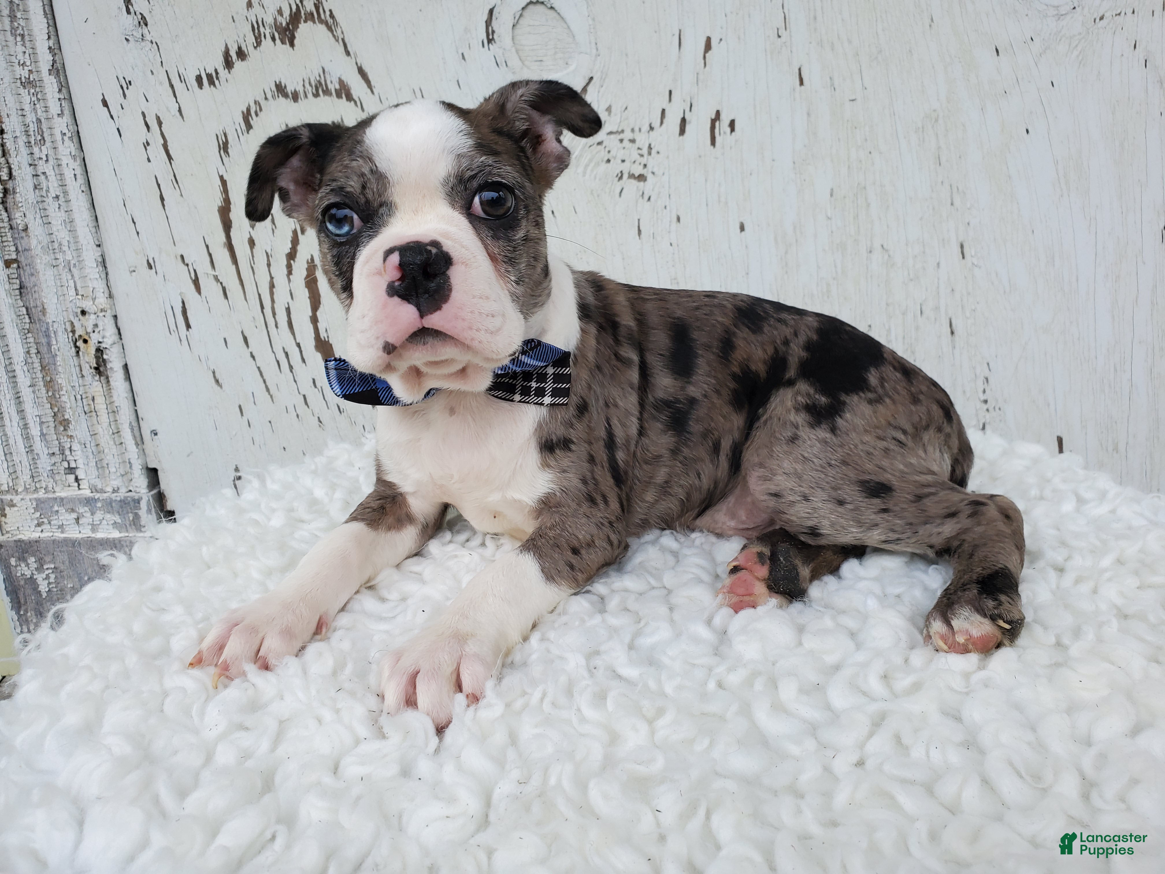 Boston Terrier dogs Henry - Ad 2