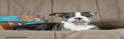 Boston Terrier dogs for sale: Windy - Ad 2