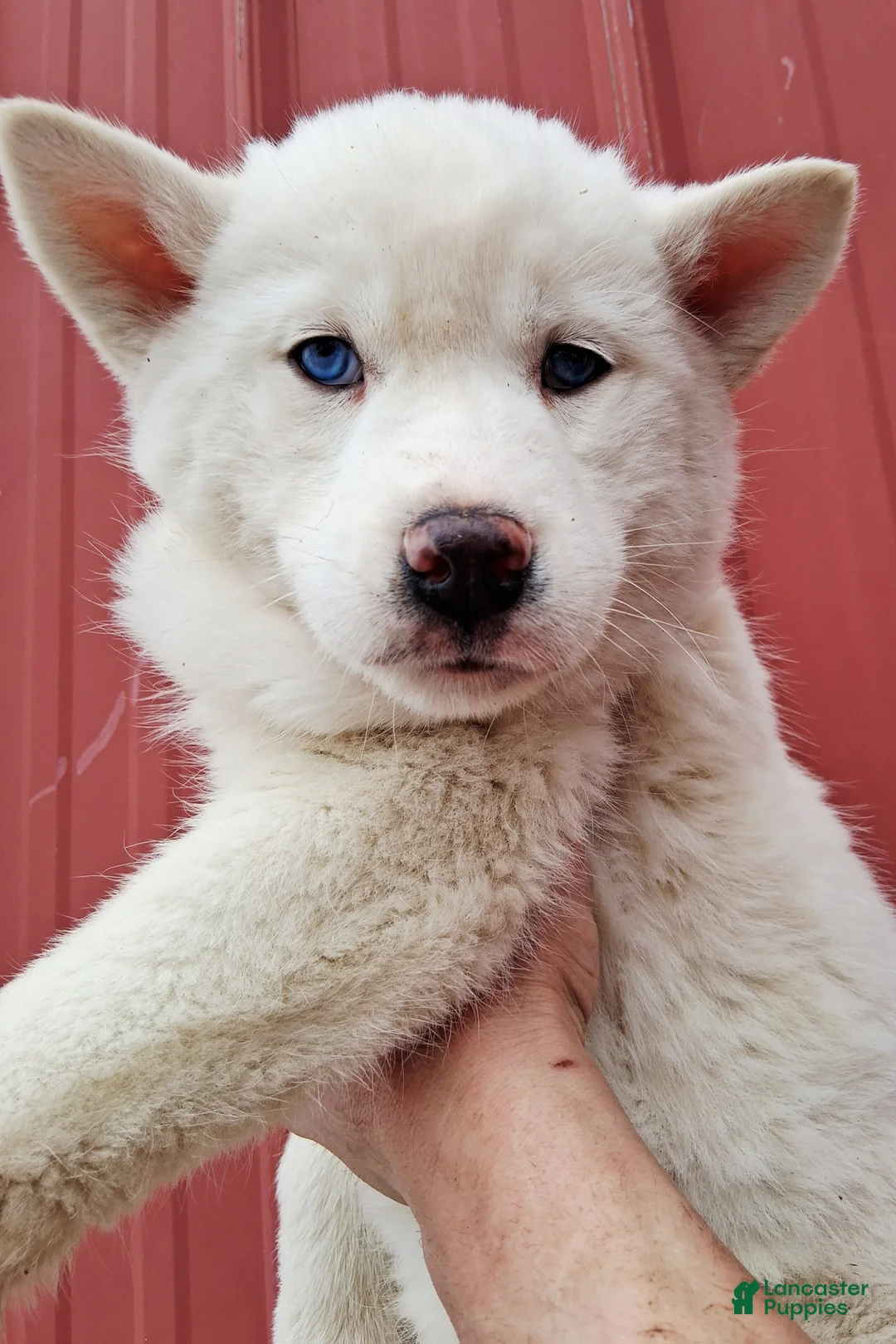 Siberian Husky dogs for sale: Kasper - Ad 4
