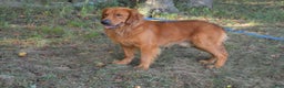 Golden Retriever dogs for sale: Buddy - Ad 7