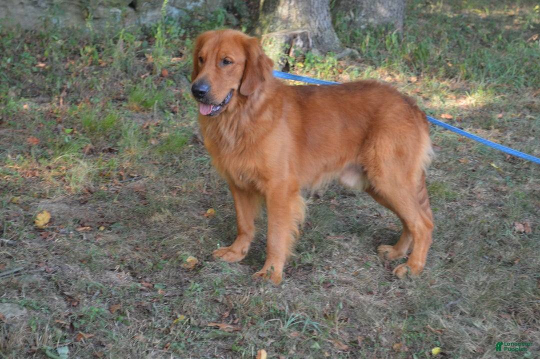 Golden Retriever dogs for sale: Buddy - Ad 7