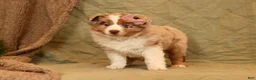 Miniature Australian Shepherd dogs for sale: Chloe - Ad 1
