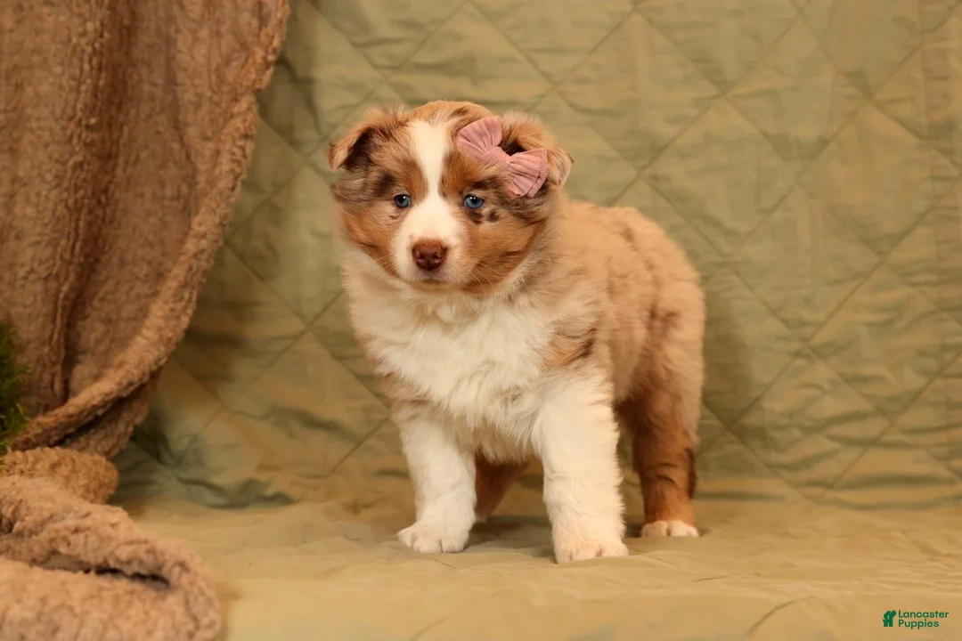 Miniature Australian Shepherd dogs for sale: Chloe - Ad 1
