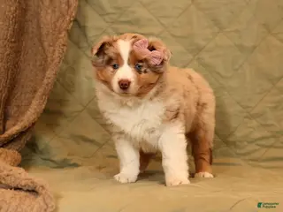 Miniature Australian Shepherd dogs Chloe - Ad 29