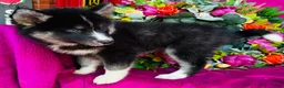 Siberian Husky dogs for sale: Kallie  - Ad 10
