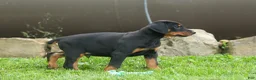 Doberman Pinscher dogs for sale:  Diesel (Black Rust)🐶🤎✨ - Ad 13