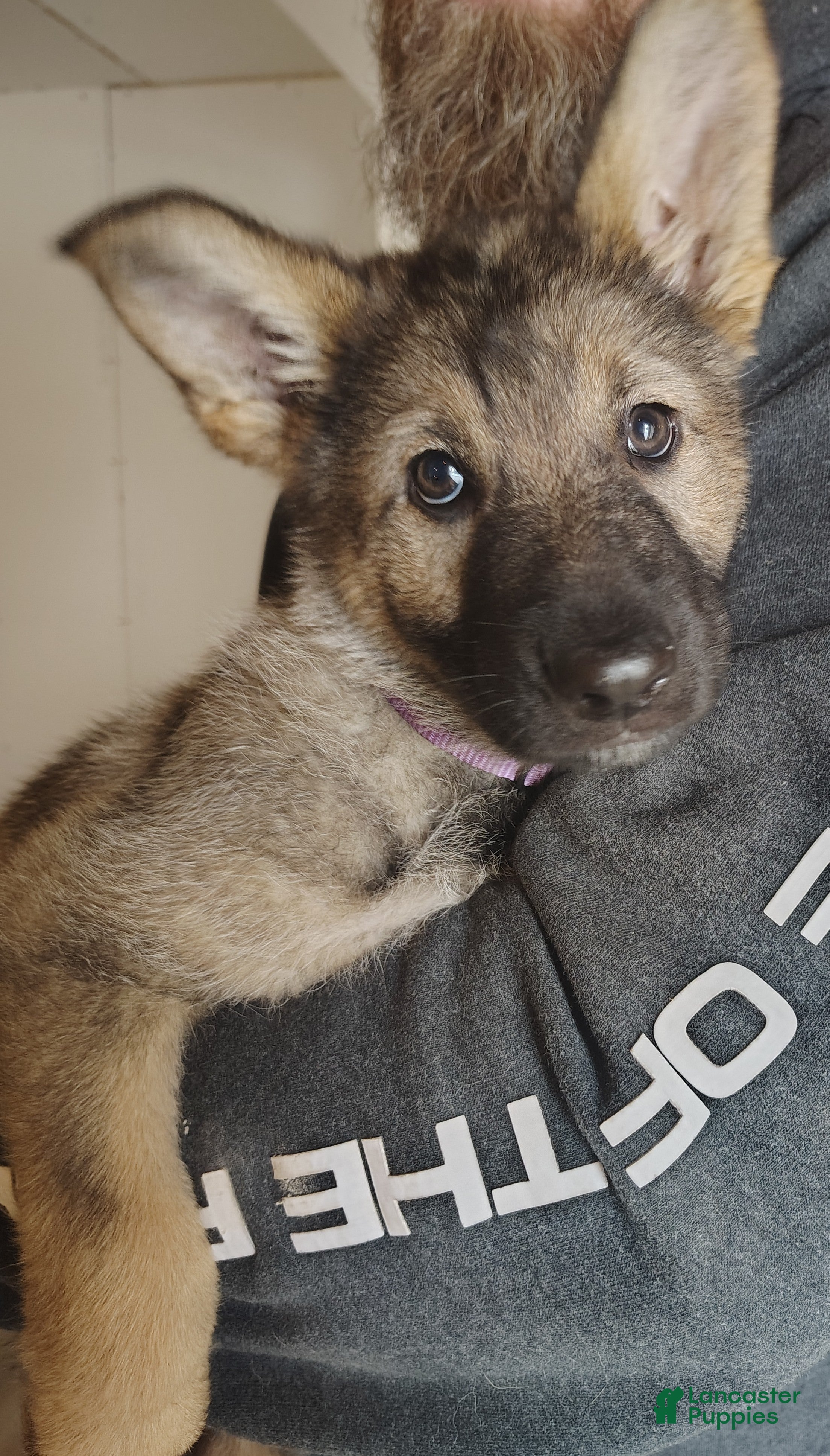 German Shepherd dogs Fern - Ad 2