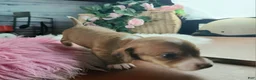 Dachshund dogs for sale: Nationwide delivery. Sugar pies red and white girl - Ad 8