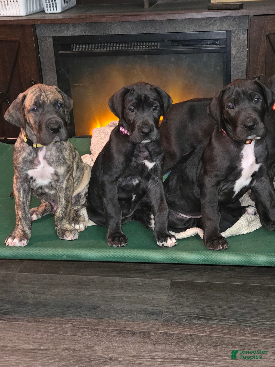 Gallery Image {{count}}