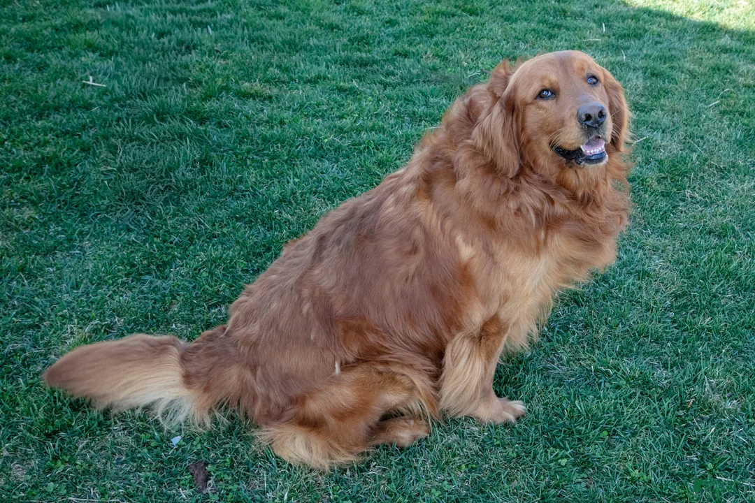 Golden Retriever dogs for sale: Pearl - Ad 5