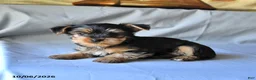 Yorkshire Terrier dogs for sale: Spot - Ad 3