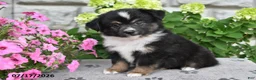 Miniature Australian Shepherd dogs for sale: Billy - Ad 3