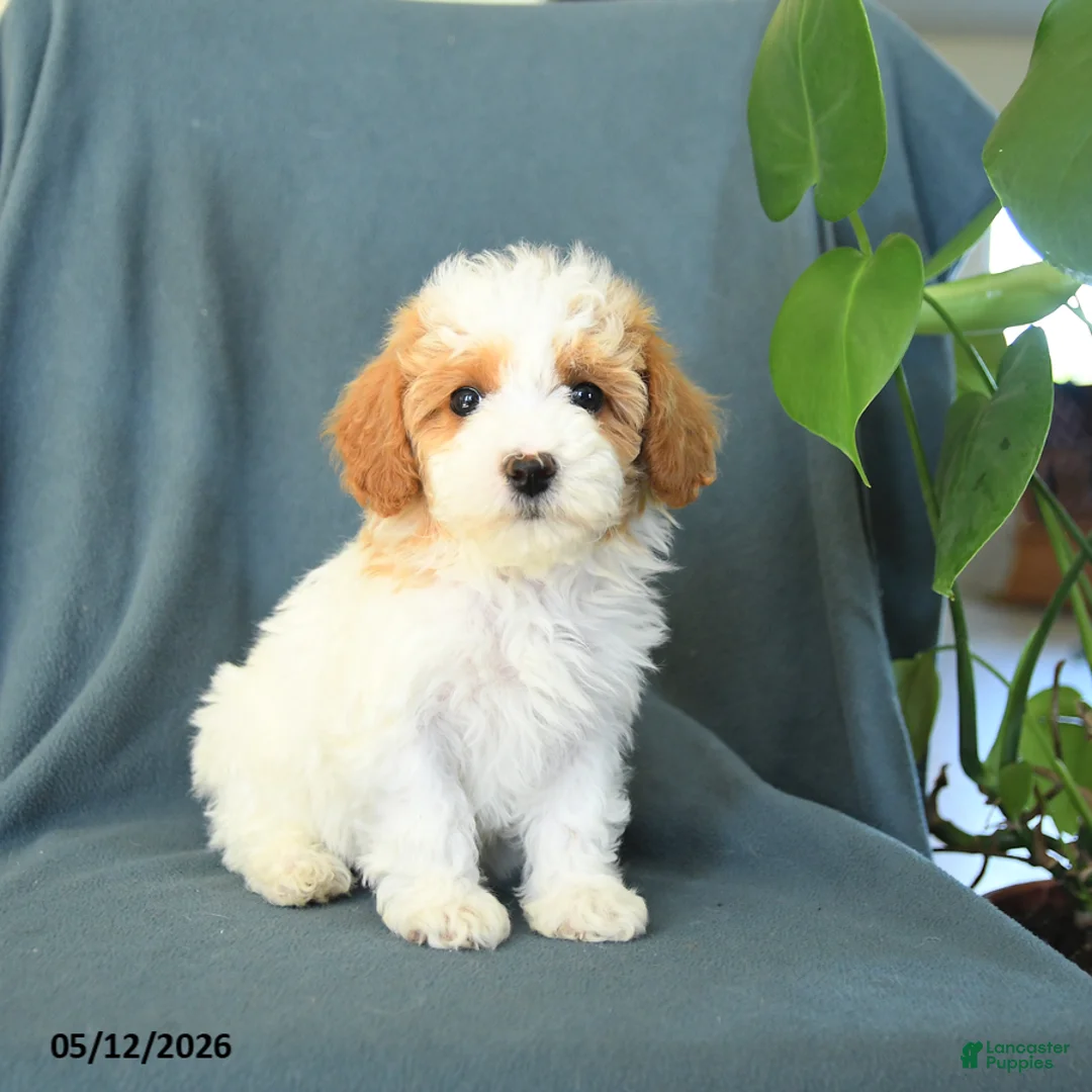 Havapoo dogs for sale: Molly - Ad 1