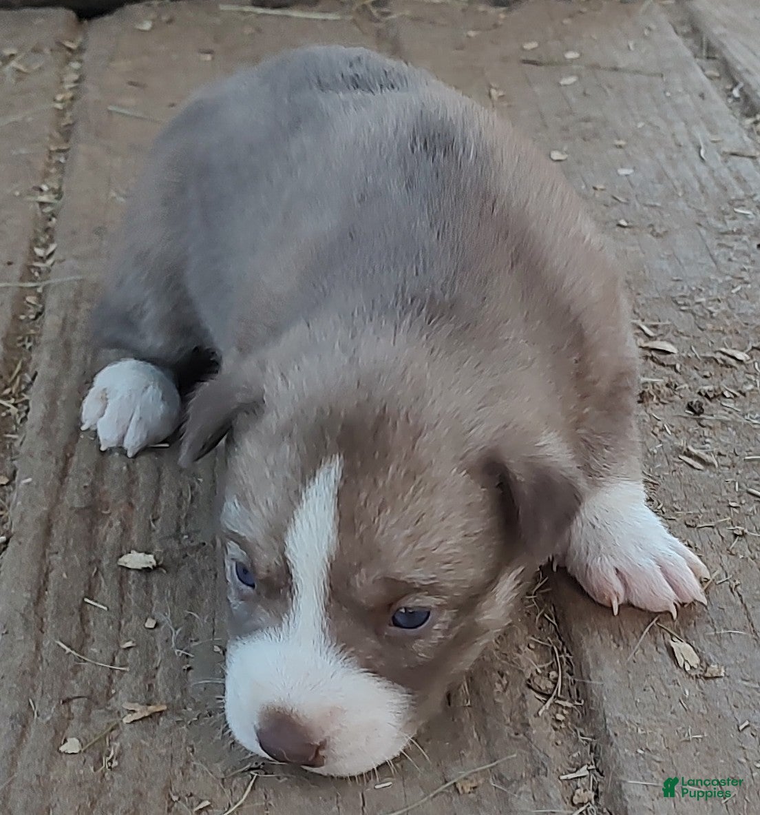 Siberian Husky dogs Siberian Husky Puppy 5 - Ad 5