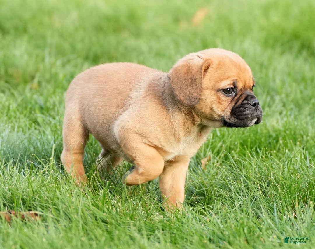 Puggle dogs for sale: Stu - Ad 6