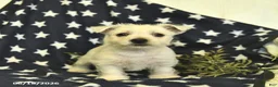 West Highland Terrier dogs for sale: Lilac  - Ad 3
